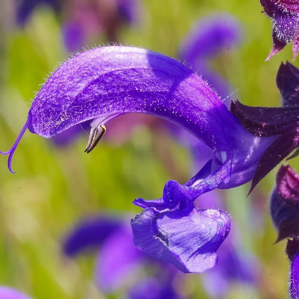 Salvie microphylla Blue Note, planta perena cu flori albastru Intens, Inflorire Indelungata