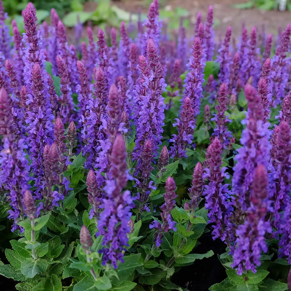 Salvia nemorosa Blue Bouquetta, planta perena cu flori albastre intense, inflorire abundenta