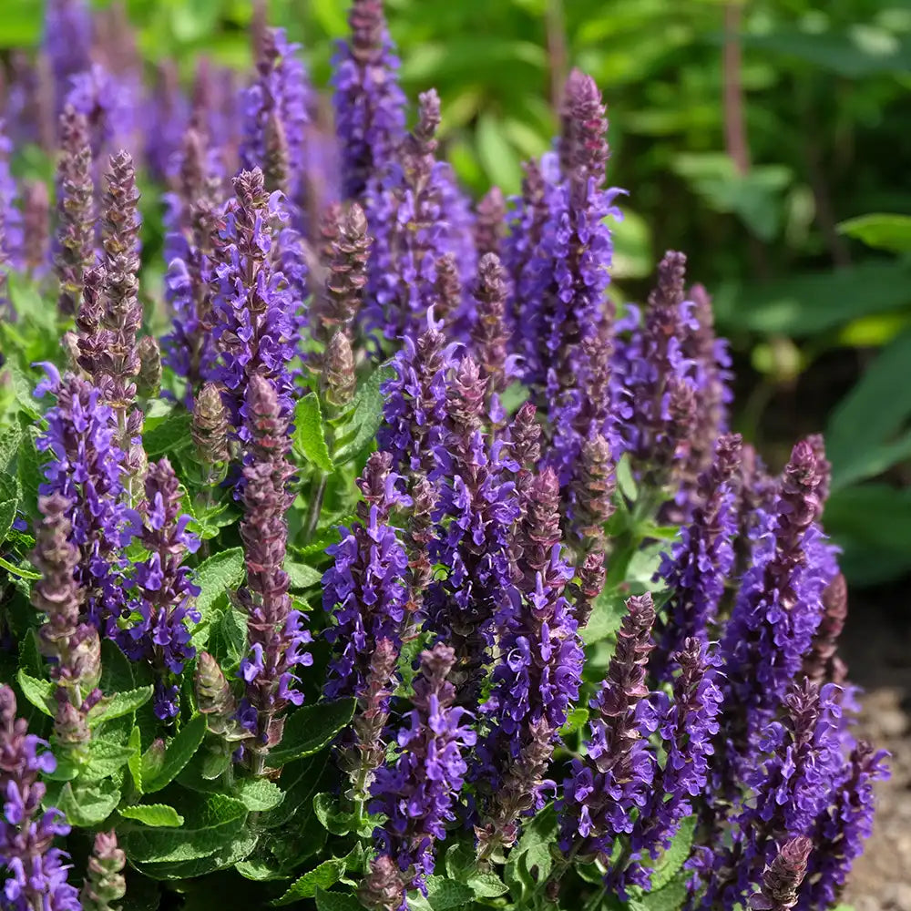 Salvia nemorosa Blue Bouquetta, planta perena cu flori albastre intense, inflorire abundenta