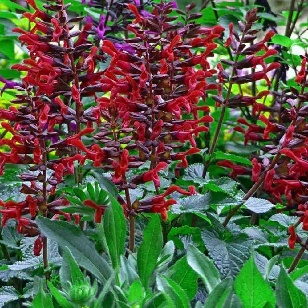 Salvia Rockin Red Flamingo, planta perena cu flori rosii spectaculoase