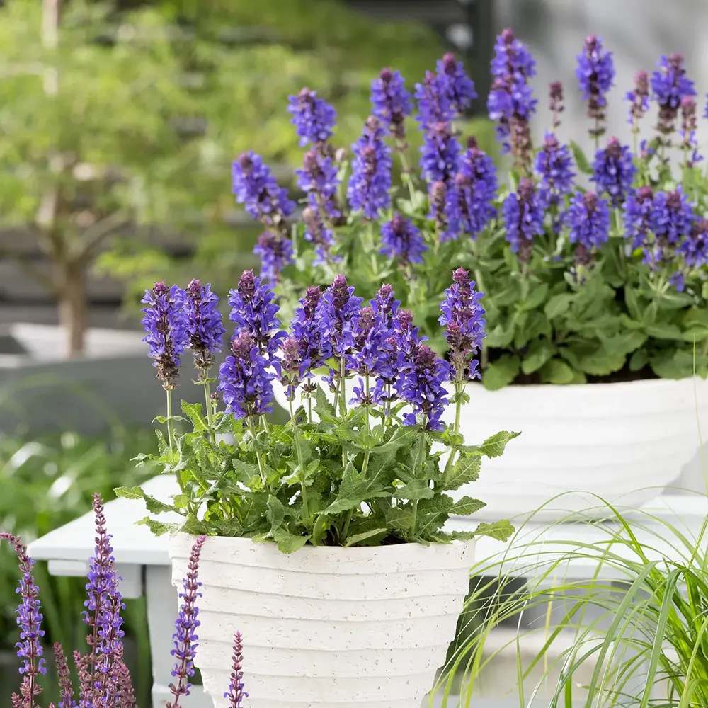 Salvie de Padure Blue Marvel, planta perena cu flori albastre intense, parfum discret