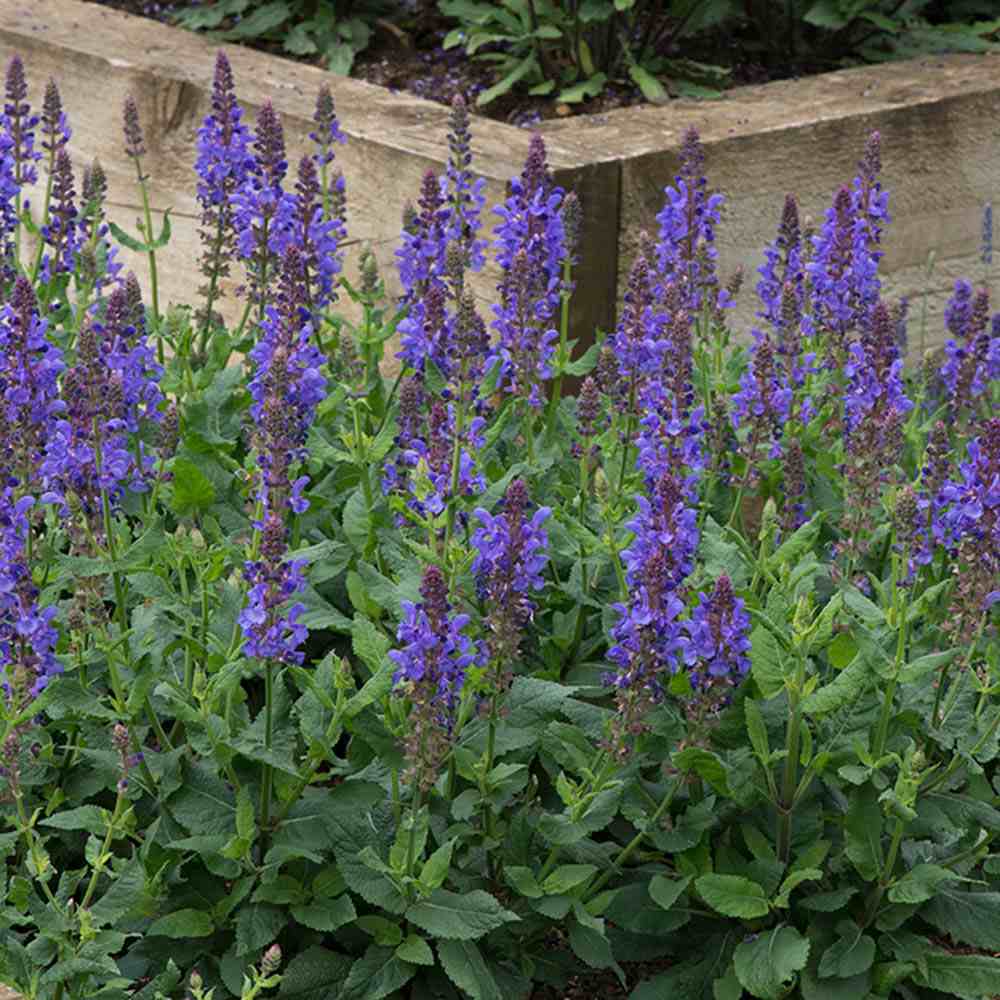 Salvie de Padure Blue Marvel, planta perena cu flori albastre intense, parfum discret