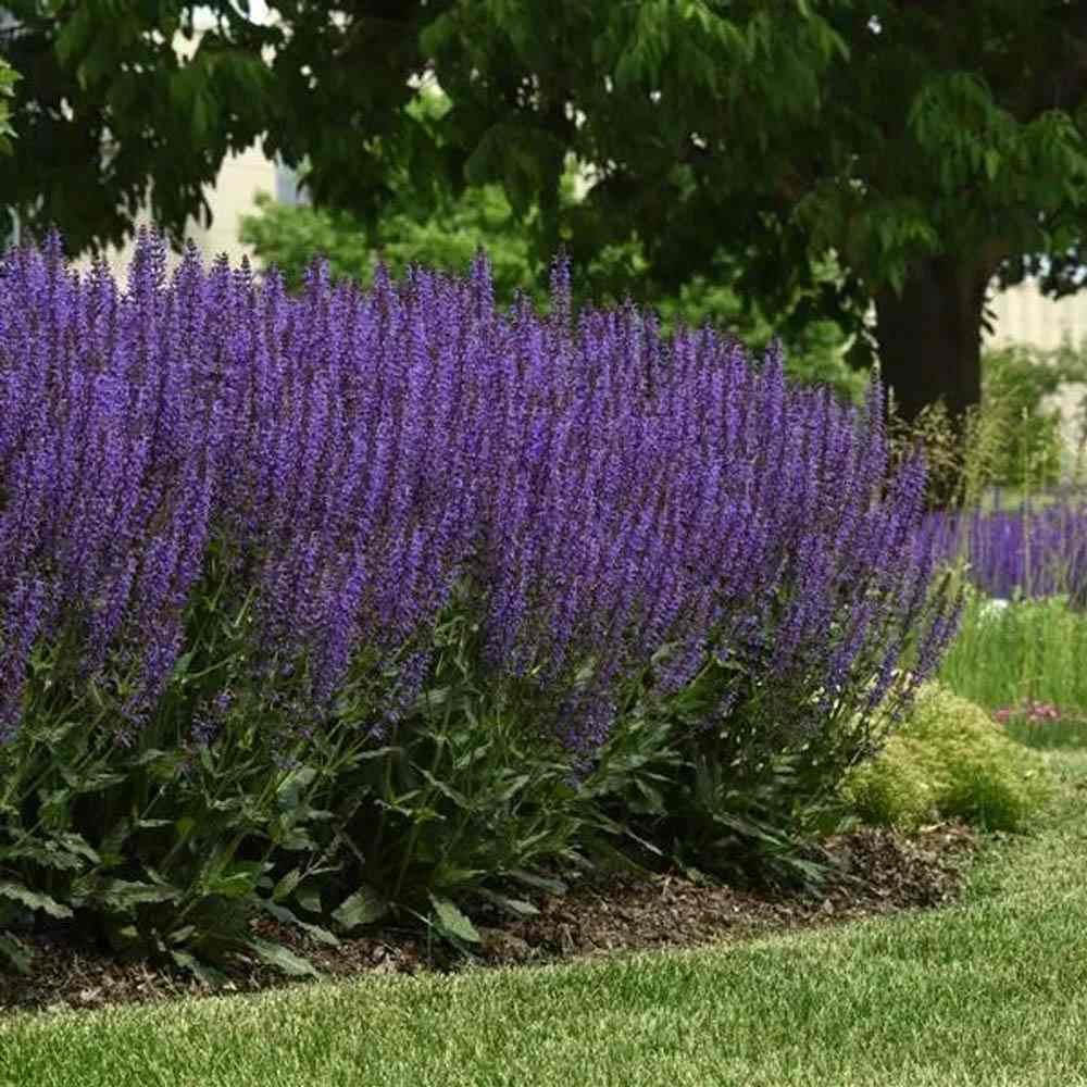 Salvie de Padure Blue Marvel, planta perena cu flori albastre intense, parfum discret