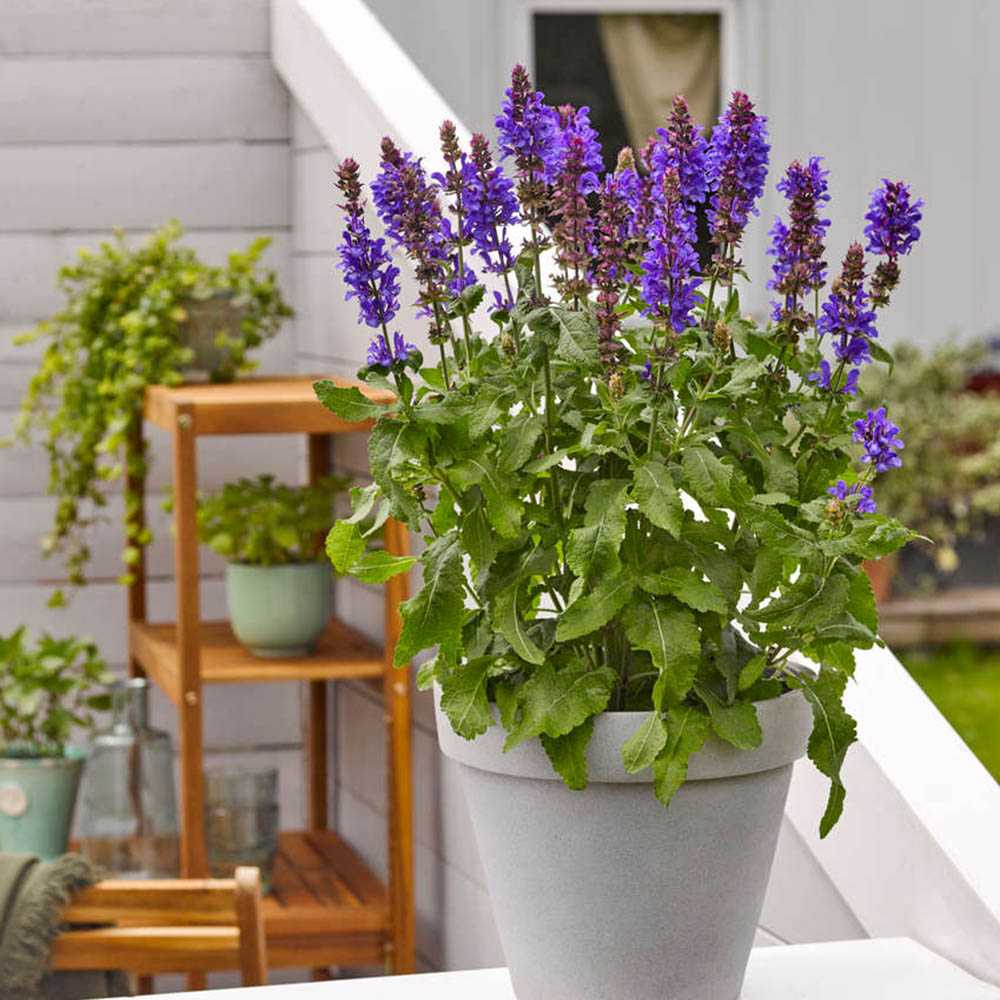 Salvie de Padure Blue Marvel, planta perena cu flori albastre intense, parfum discret