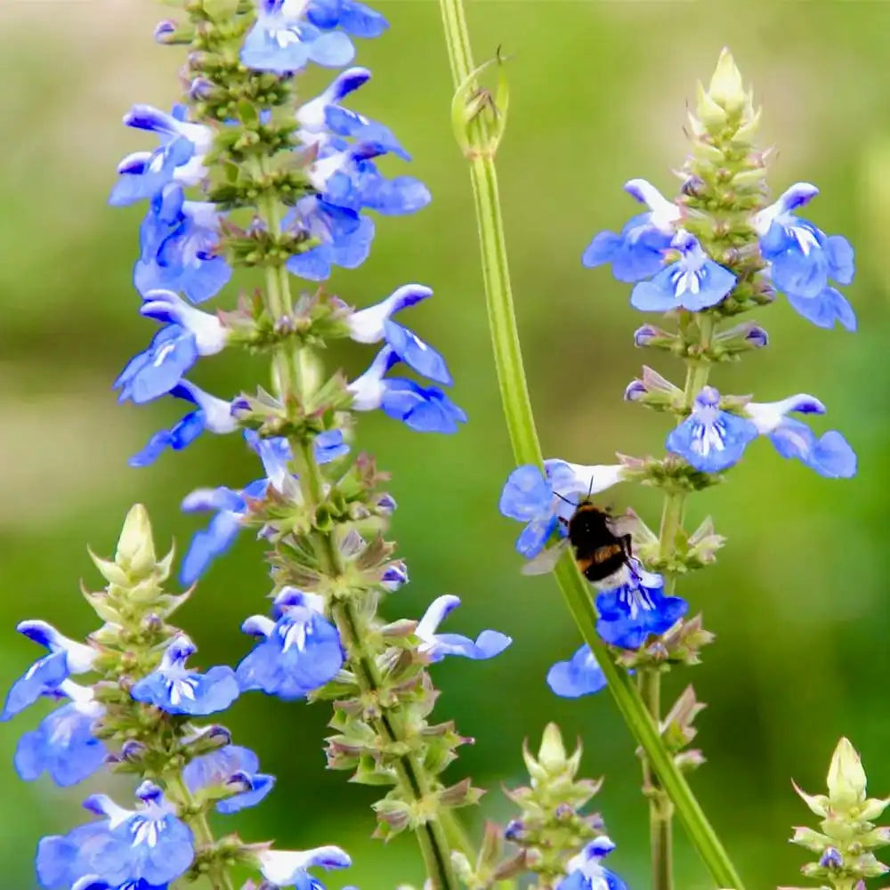 Salvie de Balta Uliginosa, planta perena decorativa, flori albastre, atractiva pentru polenizatori