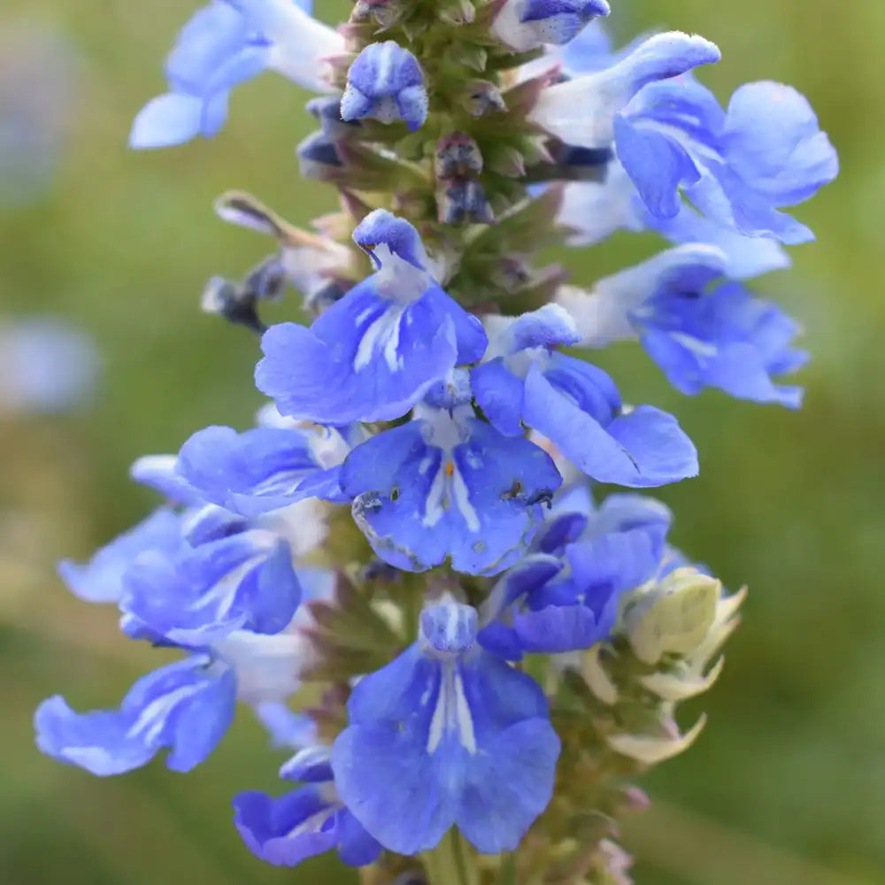Salvie de Balta Uliginosa, planta perena decorativa, flori albastre, atractiva pentru polenizatori