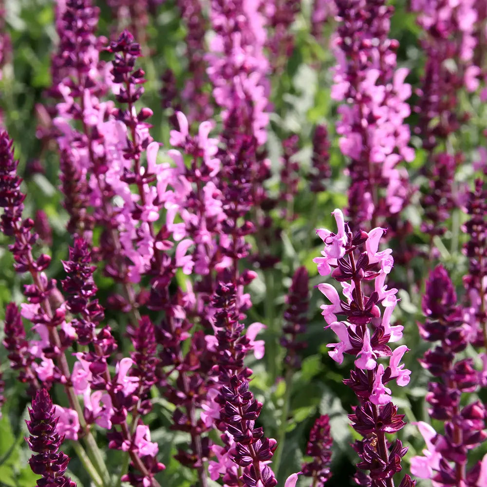 Salvie de Padure Pink Sensation - Parfum intens