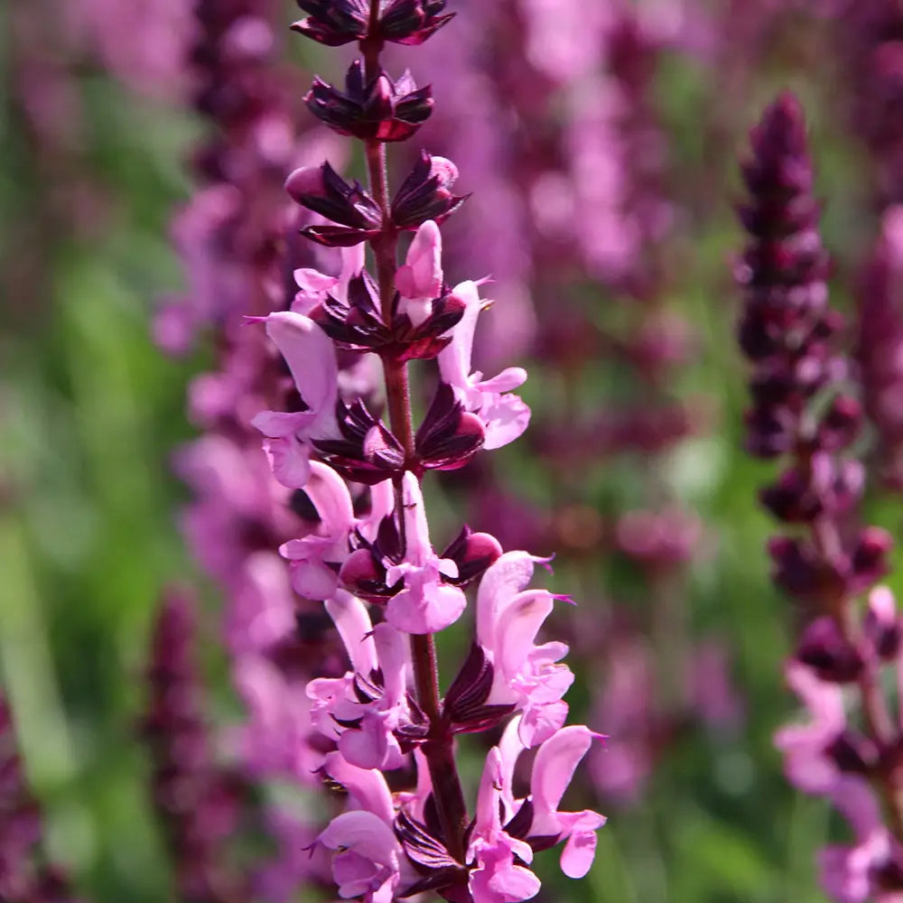 Salvie de Padure Pink Sensation - Parfum intens