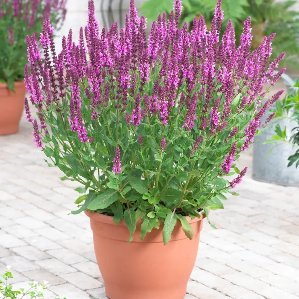 Salvie de Padure Pink Sensation - Parfum intens