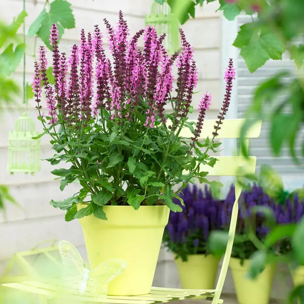 Salvie de Padure Pink Sensation - Parfum intens