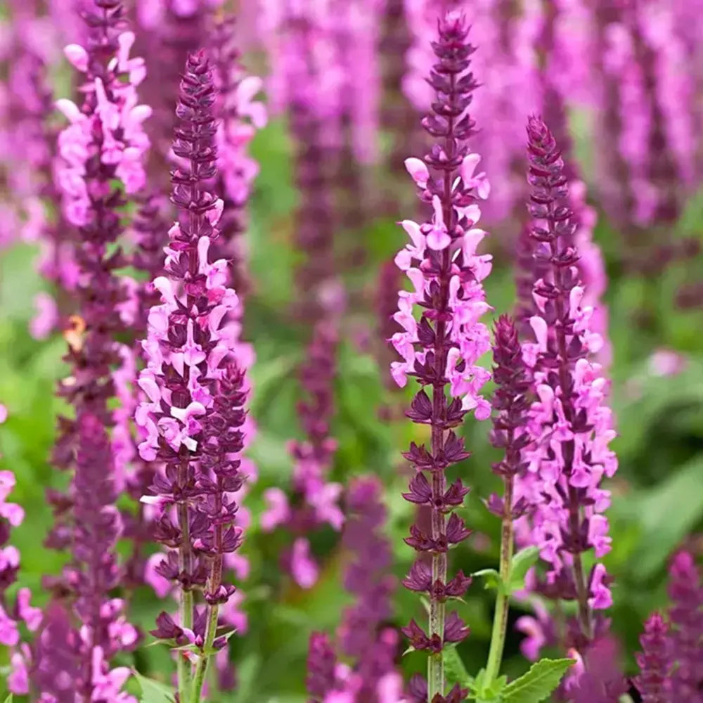 Salvie de Padure Pink Sensation - Parfum intens