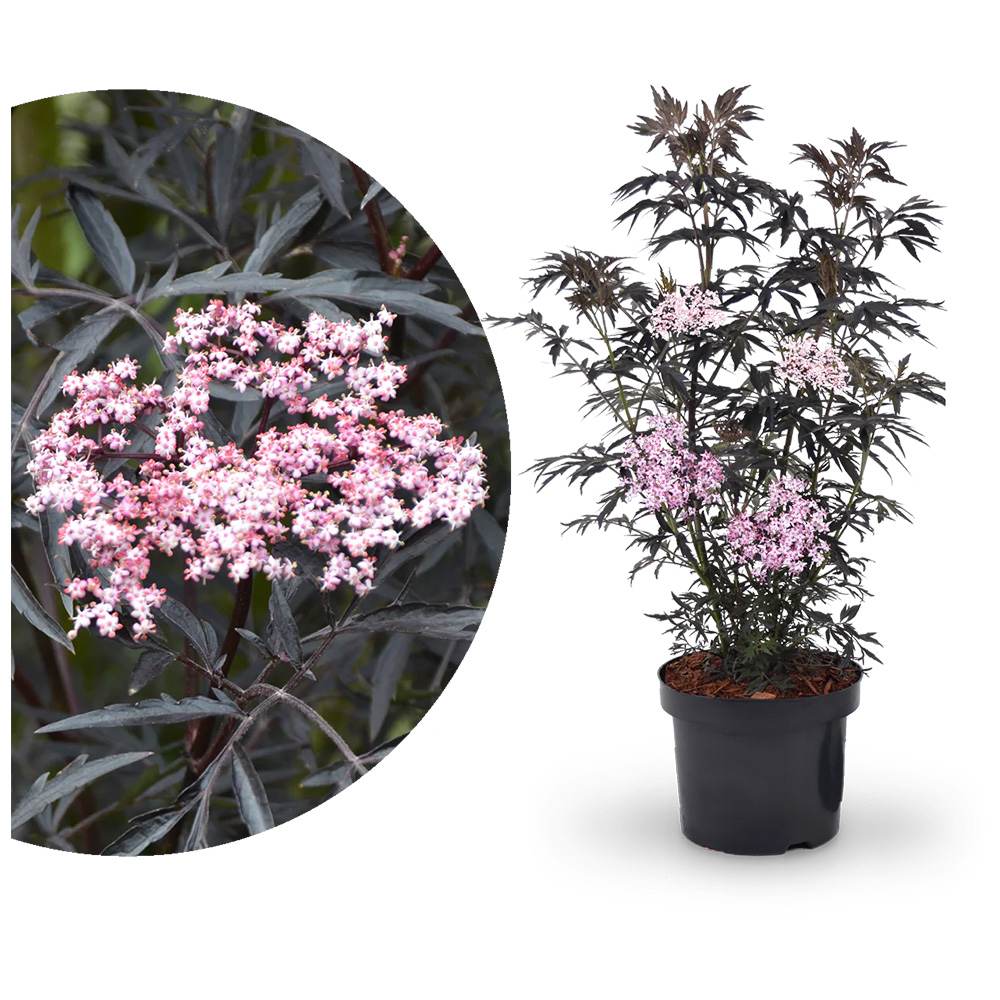 Soc Negru Sambucus Black Lace, frunze rosii-inchise, flori parfumate, fructe negre comestibile