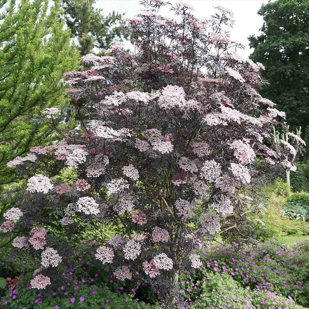 Soc Negru Sambucus Black Lace, frunze rosii-inchise, flori parfumate, fructe negre comestibile