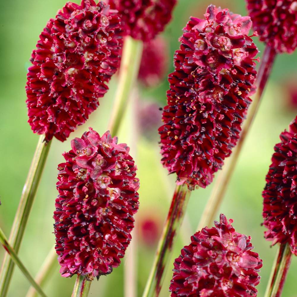 Piperul de gradina/Burnet Mare (Sanguisorba Tanna), iarba perena medicinala si ornamentala, spice rosii-inchis