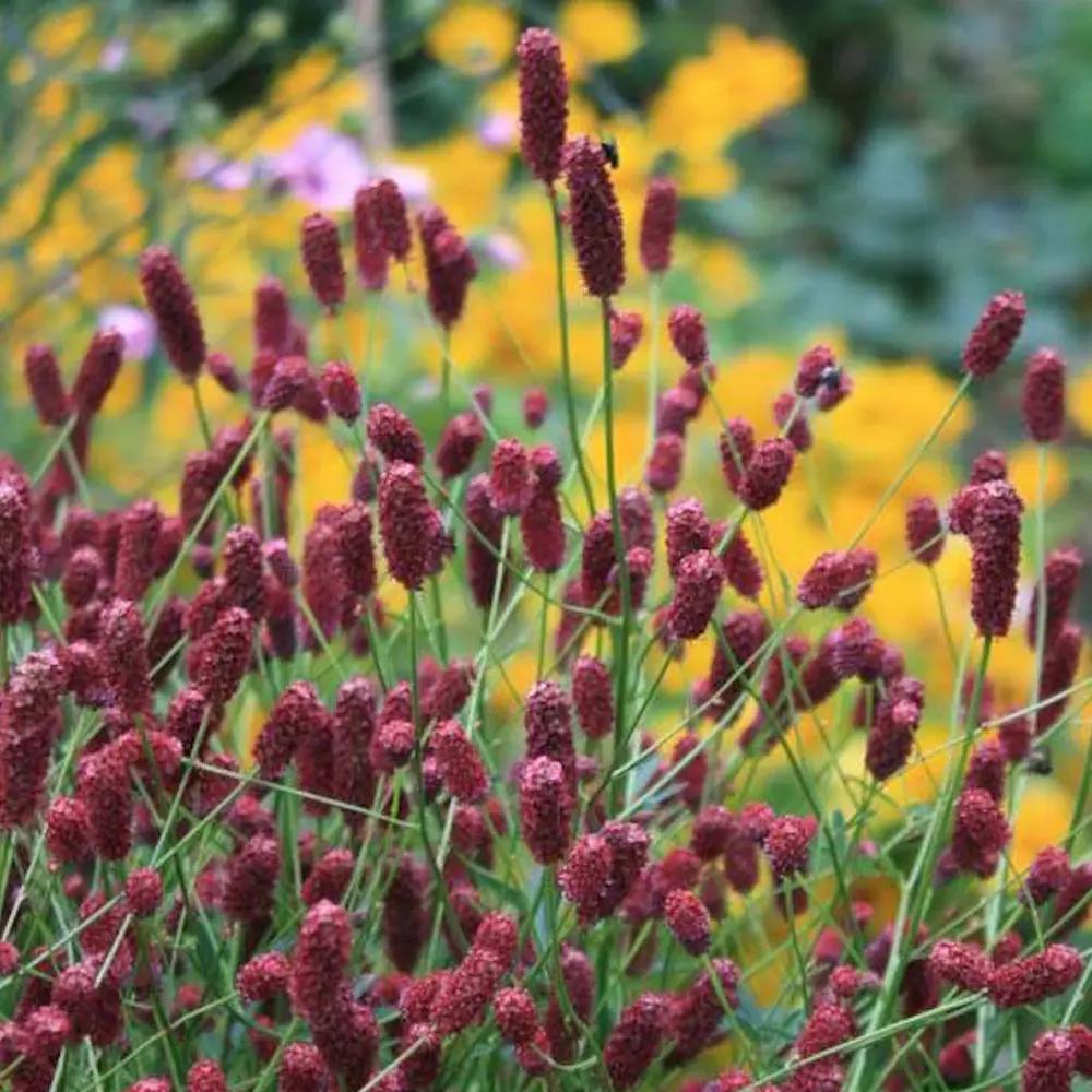 Piperul de gradina/Burnet Mare (Sanguisorba Tanna), iarba perena medicinala si ornamentala, spice rosii-inchis