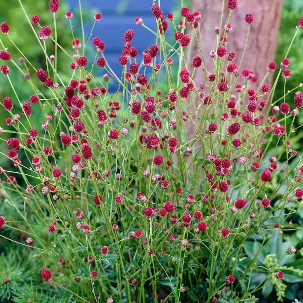 Piperul de gradina/Burnet Mare (Sanguisorba Tanna), iarba perena medicinala si ornamentala, spice rosii-inchis