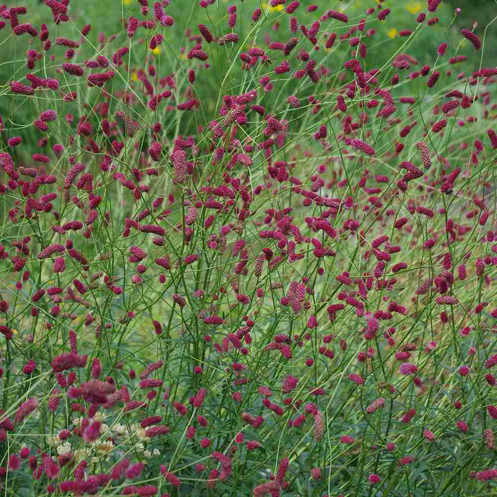 Piperul de gradina/Burnet Mare (Sanguisorba Tanna), iarba perena medicinala si ornamentala, spice rosii-inchis