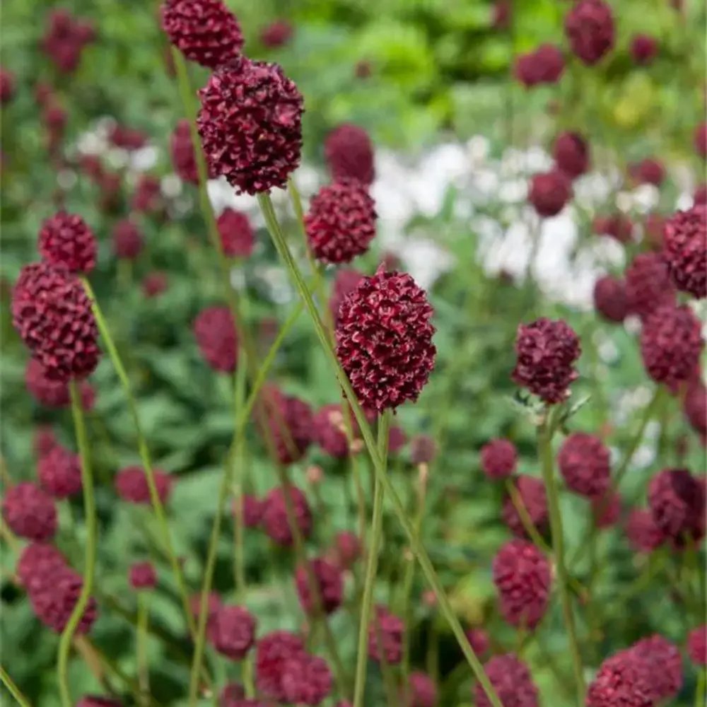 Piperul de gradina/Burnet Mare (Sanguisorba officinalis), iarba perena medicinala si ornamentala, spice rosii-inchis