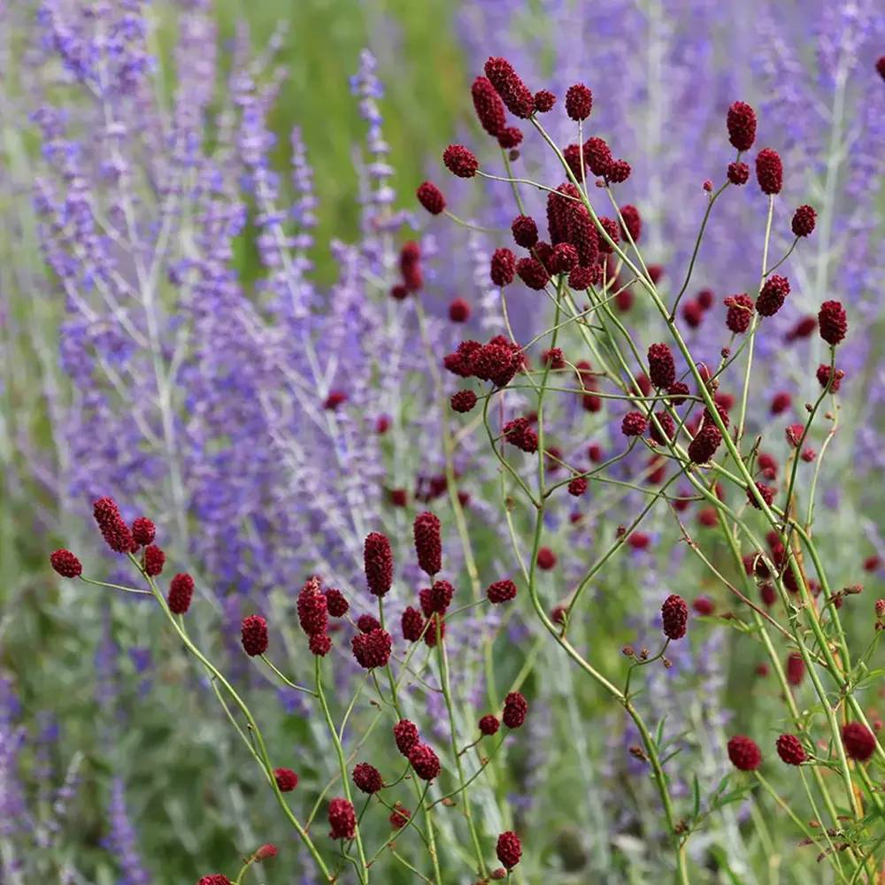 Piperul de gradina/Burnet Mare (Sanguisorba officinalis), iarba perena medicinala si ornamentala, spice rosii-inchis