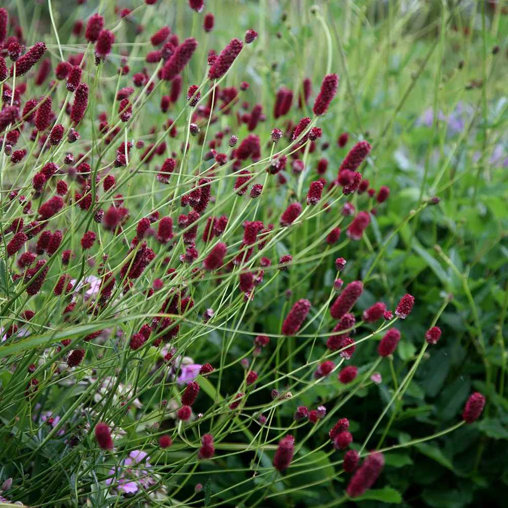 Piperul de gradina/Burnet Mare (Sanguisorba officinalis), iarba perena medicinala si ornamentala, spice rosii-inchis