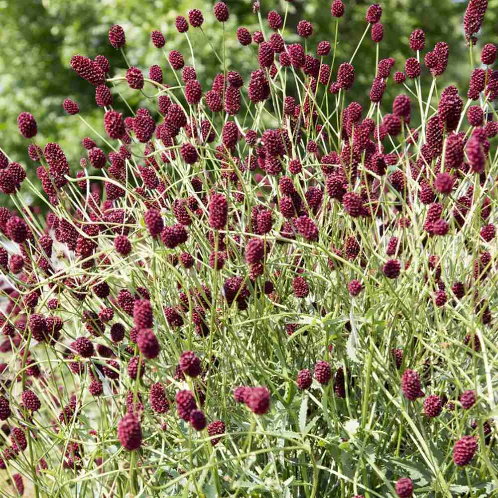 Piperul de gradina/Burnet Mare (Sanguisorba officinalis), iarba perena medicinala si ornamentala, spice rosii-inchis