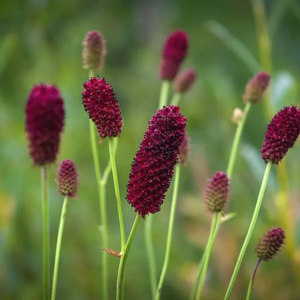 Piperul de gradina/Burnet Mare (Sanguisorba officinalis), iarba perena medicinala si ornamentala, spice rosii-inchis