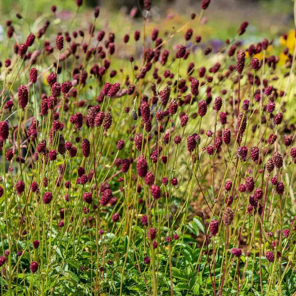 Piperul de gradina/Burnet Mare (Sanguisorba officinalis), iarba perena medicinala si ornamentala, spice rosii-inchis