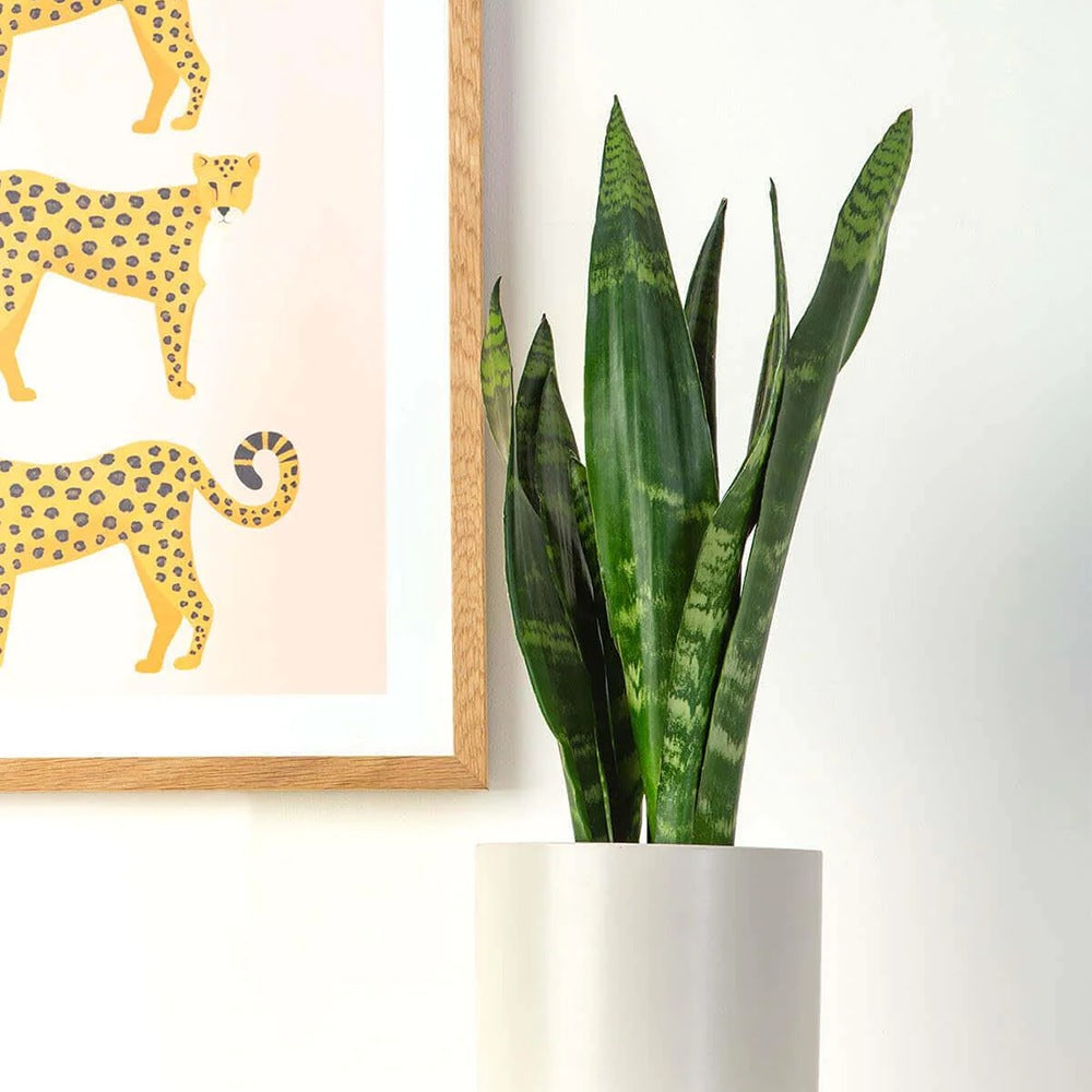 Sansevieria (Limba Soacrei) Black Coral - 30 cm