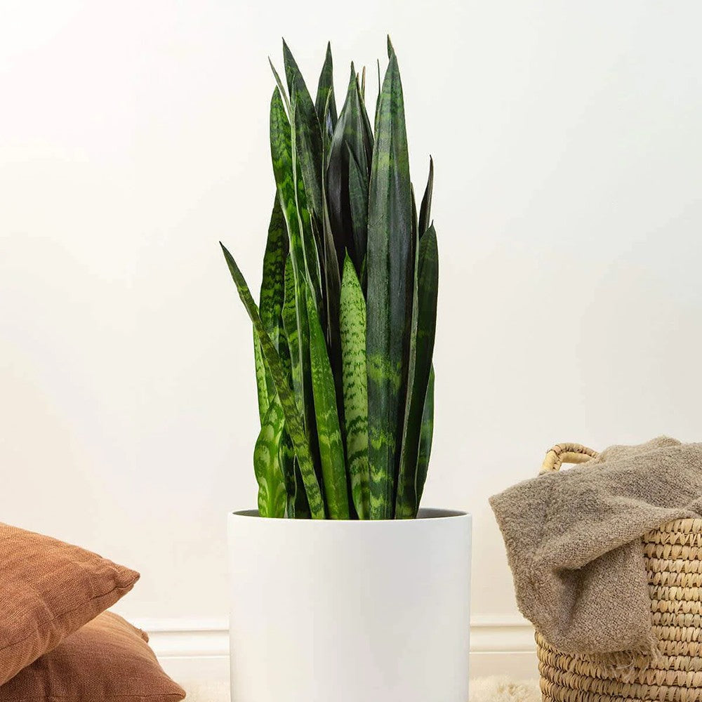 Sansevieria (Limba Soacrei) Black Coral - 30 cm