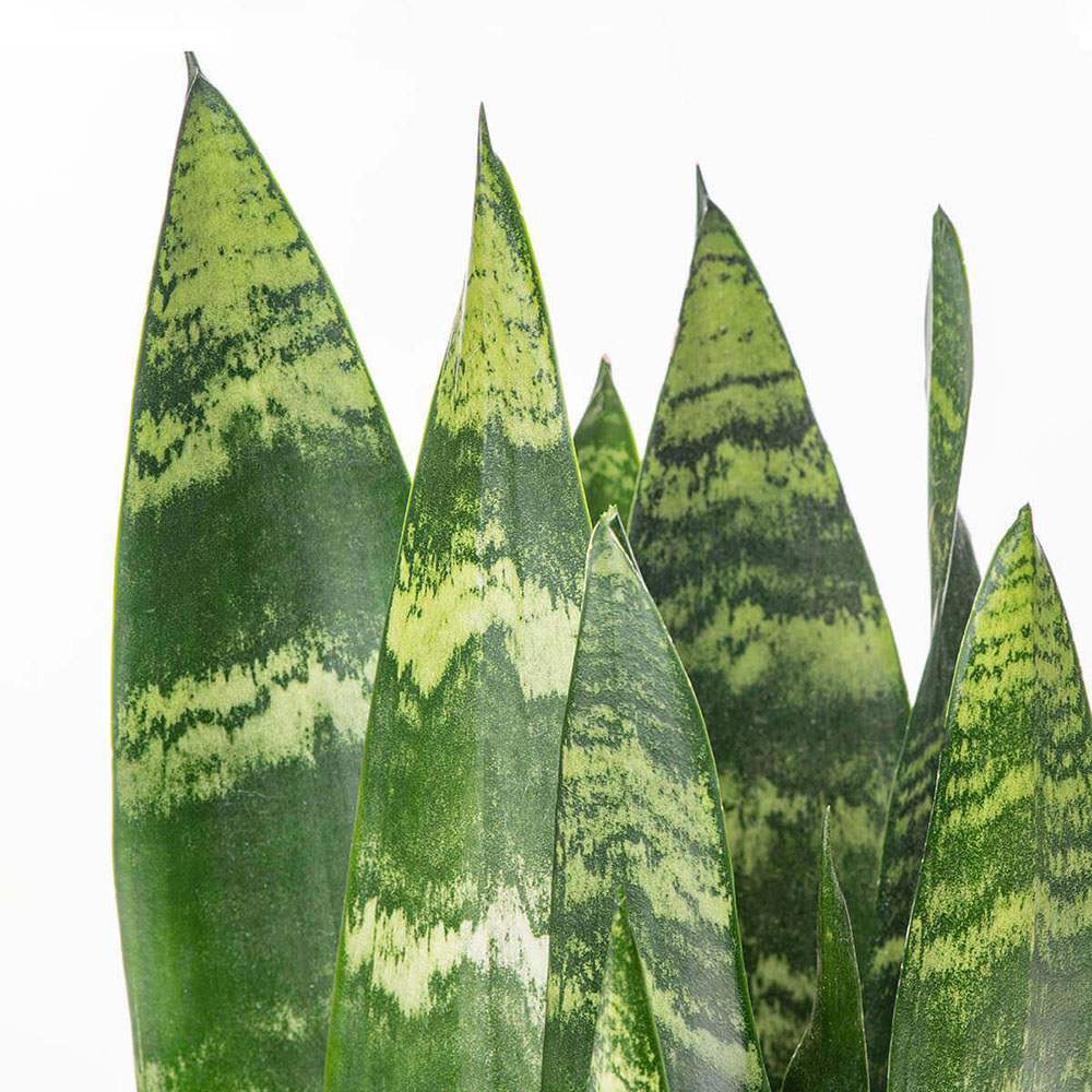 Sansevieria (Limba Soacrei) Black Coral - 30 cm