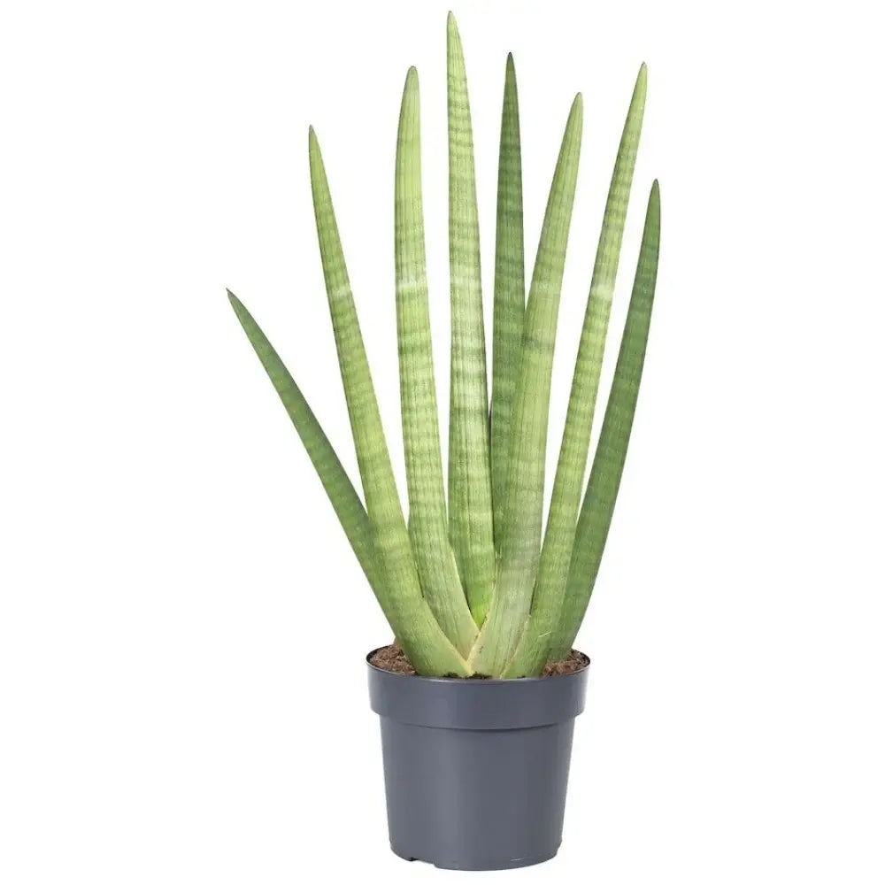 Sansevieria (Limba Soacrei) Mohican, 25 cm