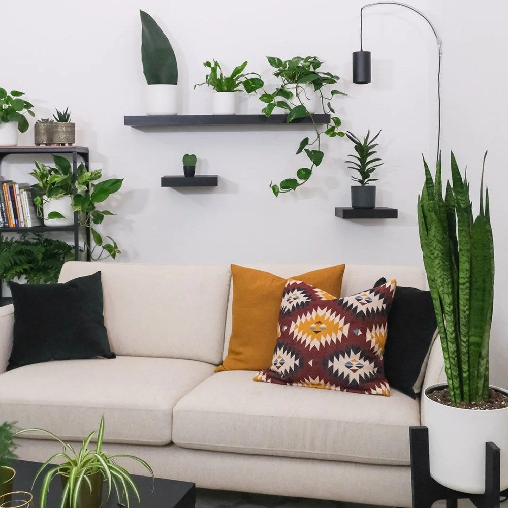 Sansevieria (Limba Soacrei) Zeylanica - 70-80 cm