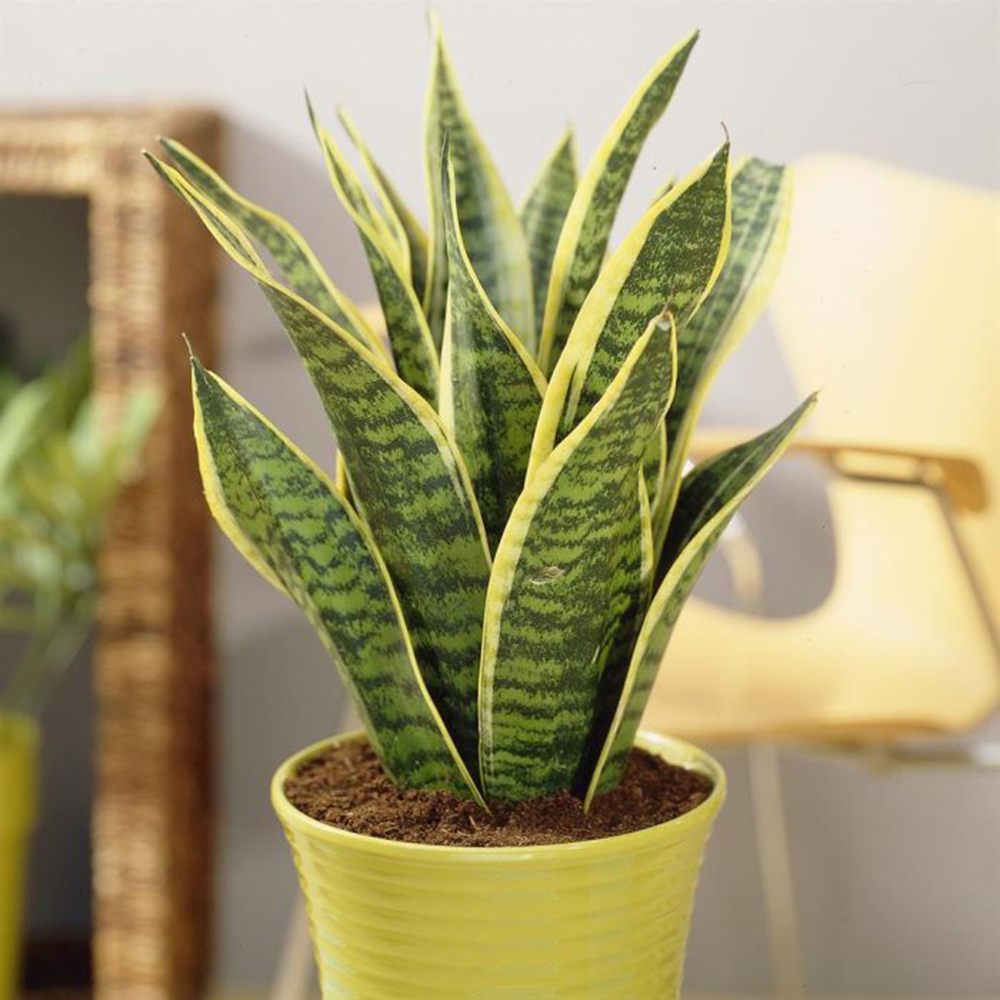 Sansevieria (Limba Soacrei) Futura Superba, frunze verzi cu margini galbene, planta de interior rezistenta si purificatoare de aer - 40 cm