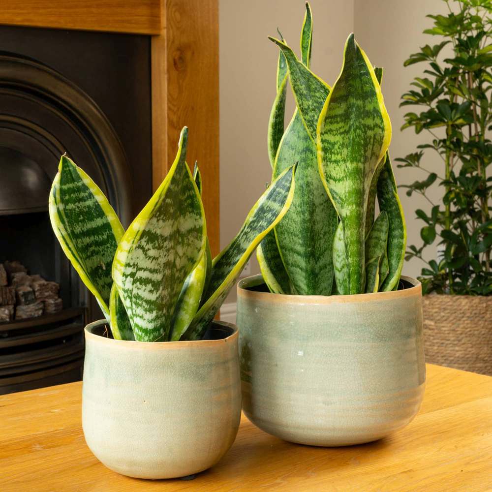 Sansevieria (Limba Soacrei) Futura Superba, frunze verzi cu margini galbene, planta de interior rezistenta si purificatoare de aer - 40 cm