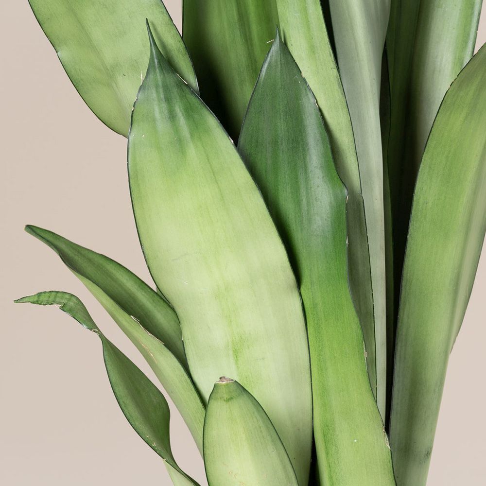 Sansevieria (Limba Soacrei) Moonshine, frunze argintii verzi deschise, planta de interior eleganta si purificatoare de aer - 60 cm