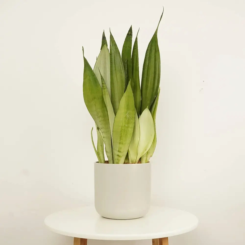 Sansevieria (Limba Soacrei) Moonshine, frunze argintii verzi deschise, planta de interior eleganta si purificatoare de aer, 35 cm