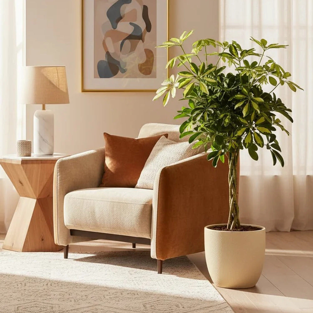 Palmierul Umbrela (Schefflera) Gold Capella, 65 cm, planta de interior decorativa, frunze verzi cu pete aurii, tulpina impletita, usor de ingrijit