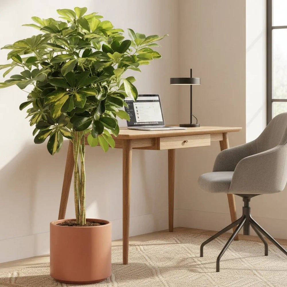 Palmierul Umbrela (Schefflera) Gold Capella, 65 cm, planta de interior decorativa, frunze verzi cu pete aurii, tulpina impletita, usor de ingrijit
