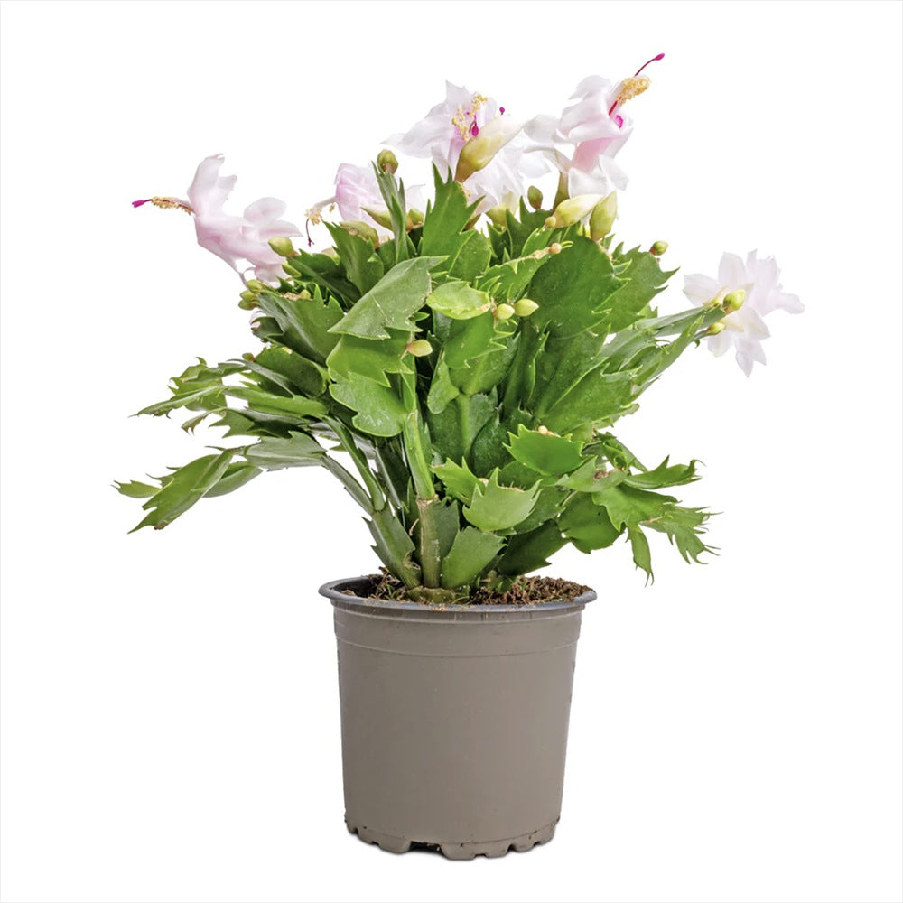 Cactusul de Craciun brazilian (Schlumbergera), 20-30 cm, planta de interior decorativa cu flori albe spectaculoase