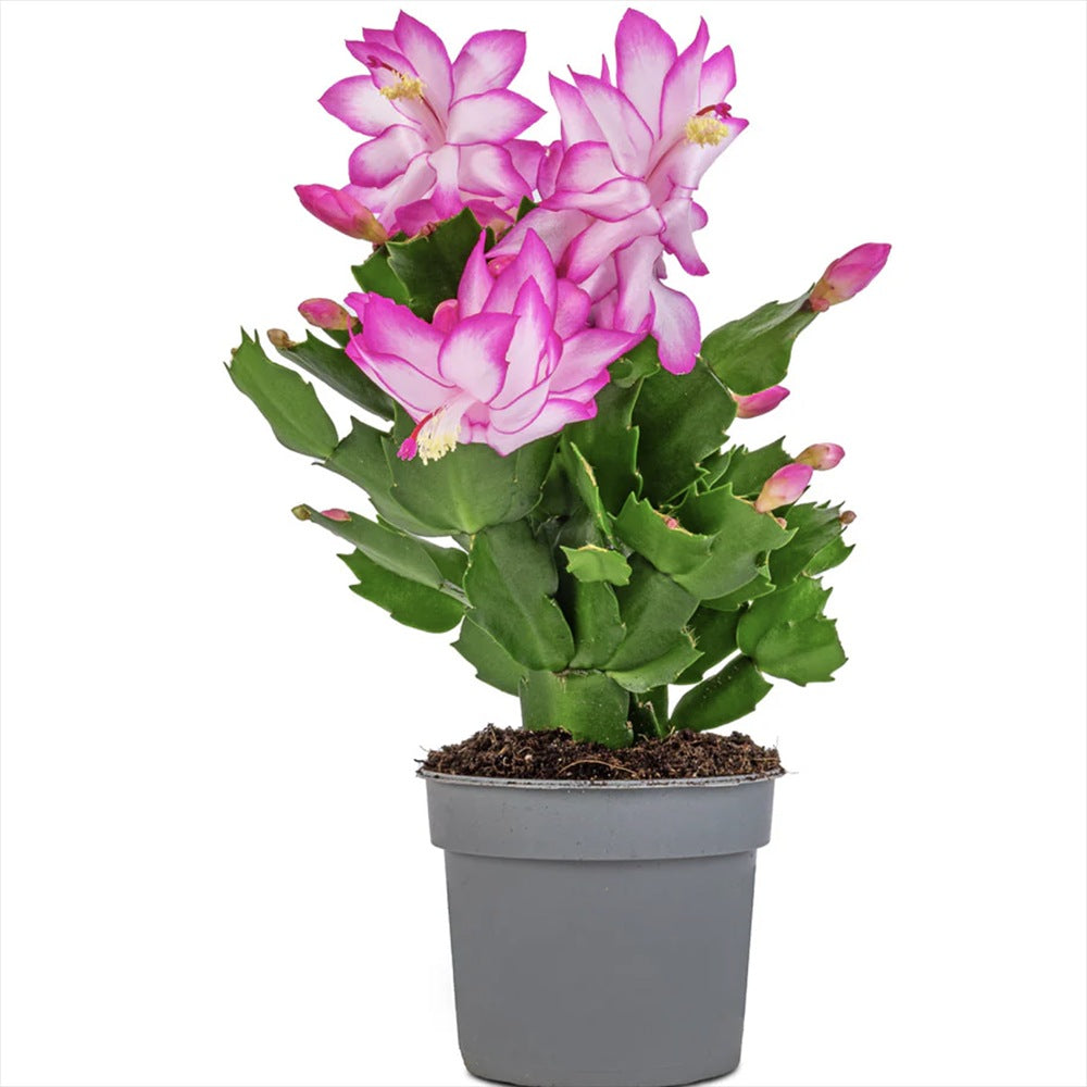 Cactusul de Craciun brazilian (Schlumbergera), 20-30 cm, planta de interior decorativa cu flori roz spectaculoase iarna