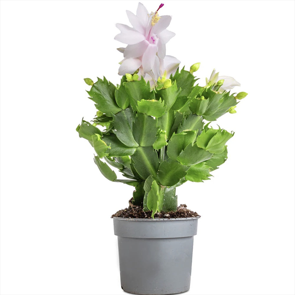 Cactusul de Craciun brazilian (Schlumbergera), 20-30 cm, planta de interior decorativa cu flori albe spectaculoase