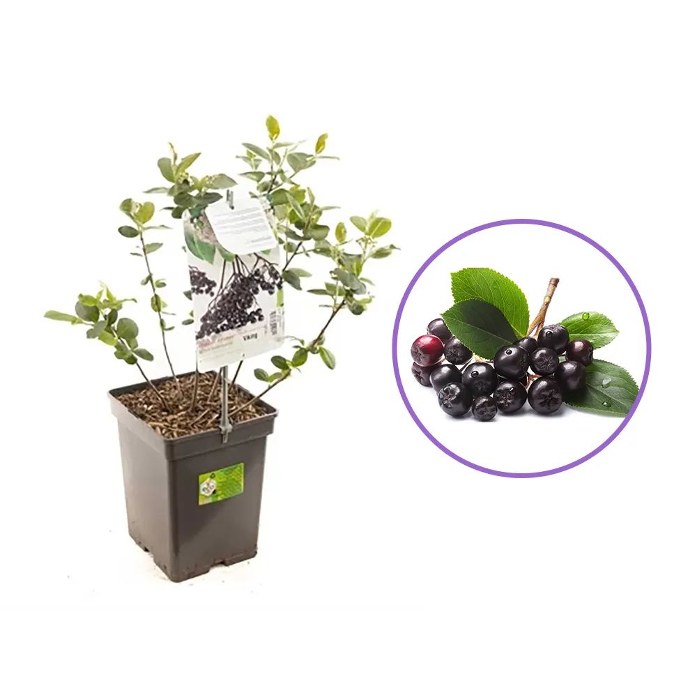 Scorus Negru (Aronia melanocarpa), cu fructe negre pline de vitamine, an 1 pe rod