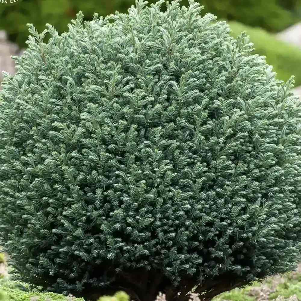 Chiparos Globular Blue Moon (Chamaecyparis pisifera) conifer albastru sferic, vesnic verde, pitic