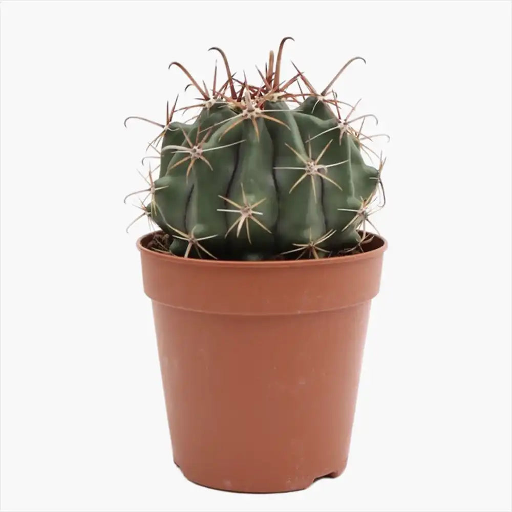 Cactus Sferic Ferocactus horridus, 20-35 cm, spectaculos, cu spini impresionanti si aspect sculptural