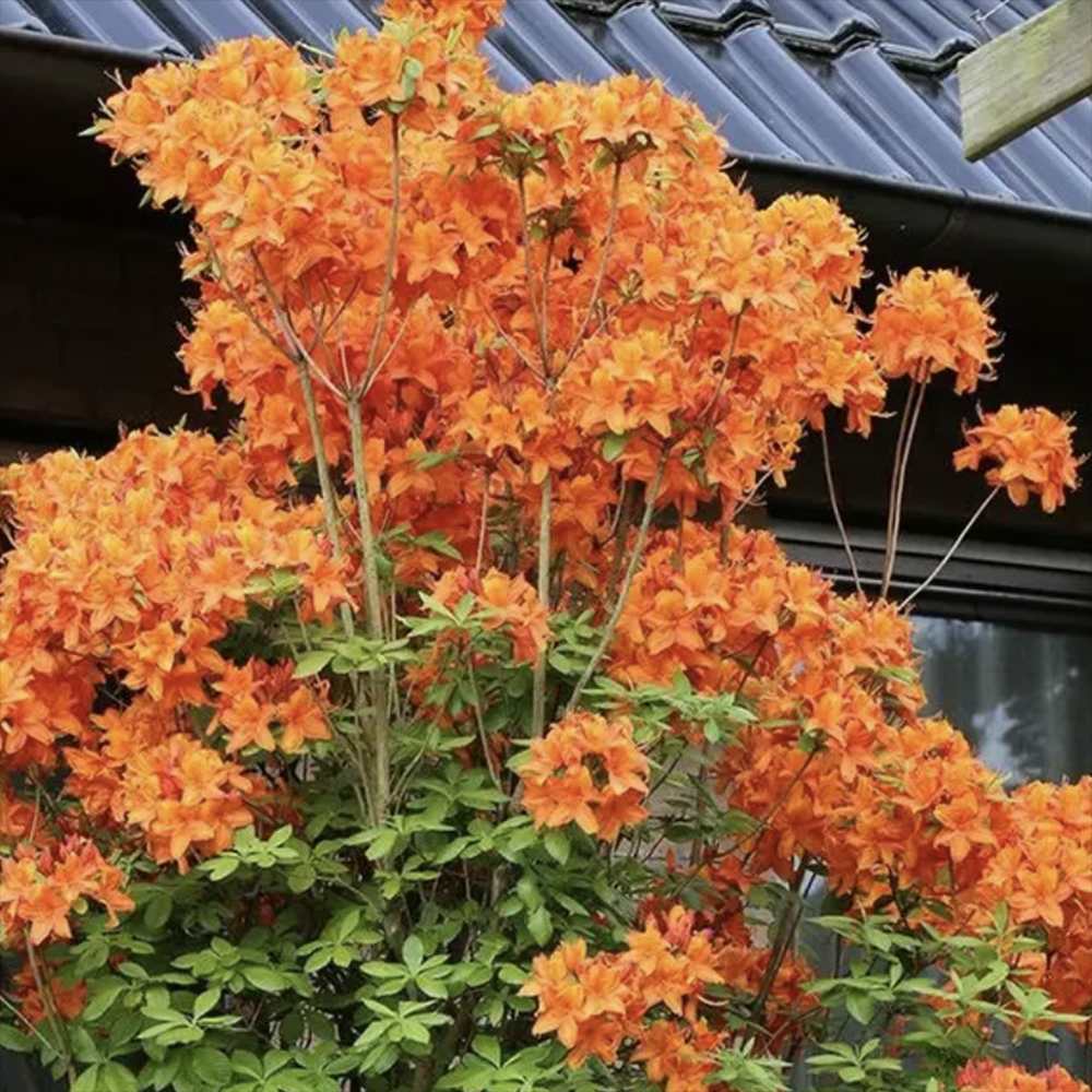 Azaleea Japoneza (Rhododendron) Fireball, cu flori portocalii-rosiatic, rezistent la frig