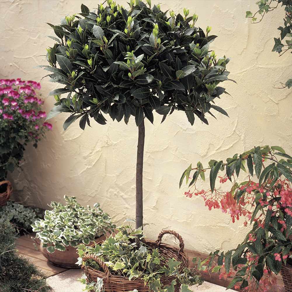 Dafin Comestibil - Tip Copac Ornamental cu Tulpina in forma de Inima