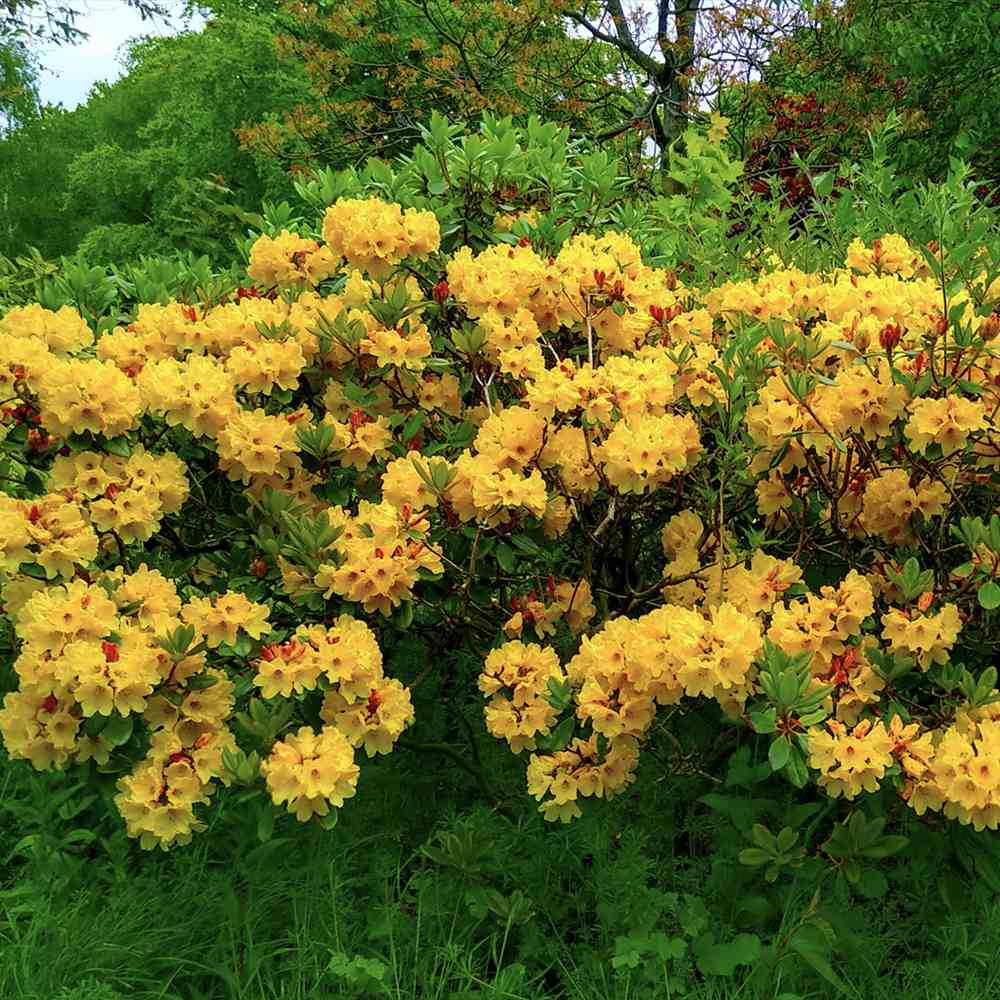 Azaleea Japoneza (Rhododendron) Harvest Moon, cu flori galbene, inflorire primavara, rezistent la ger