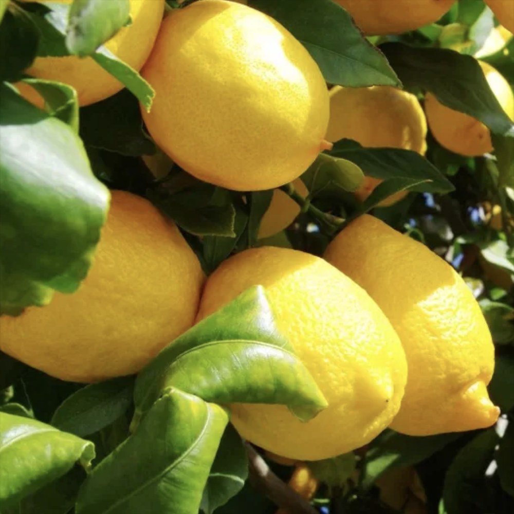 Citrus floridana Limequat, 100 cm, pom citric exotic, fructe galbene dulci-acrisoare, planta decorativa si roditoare, livrat cu fructe coapte