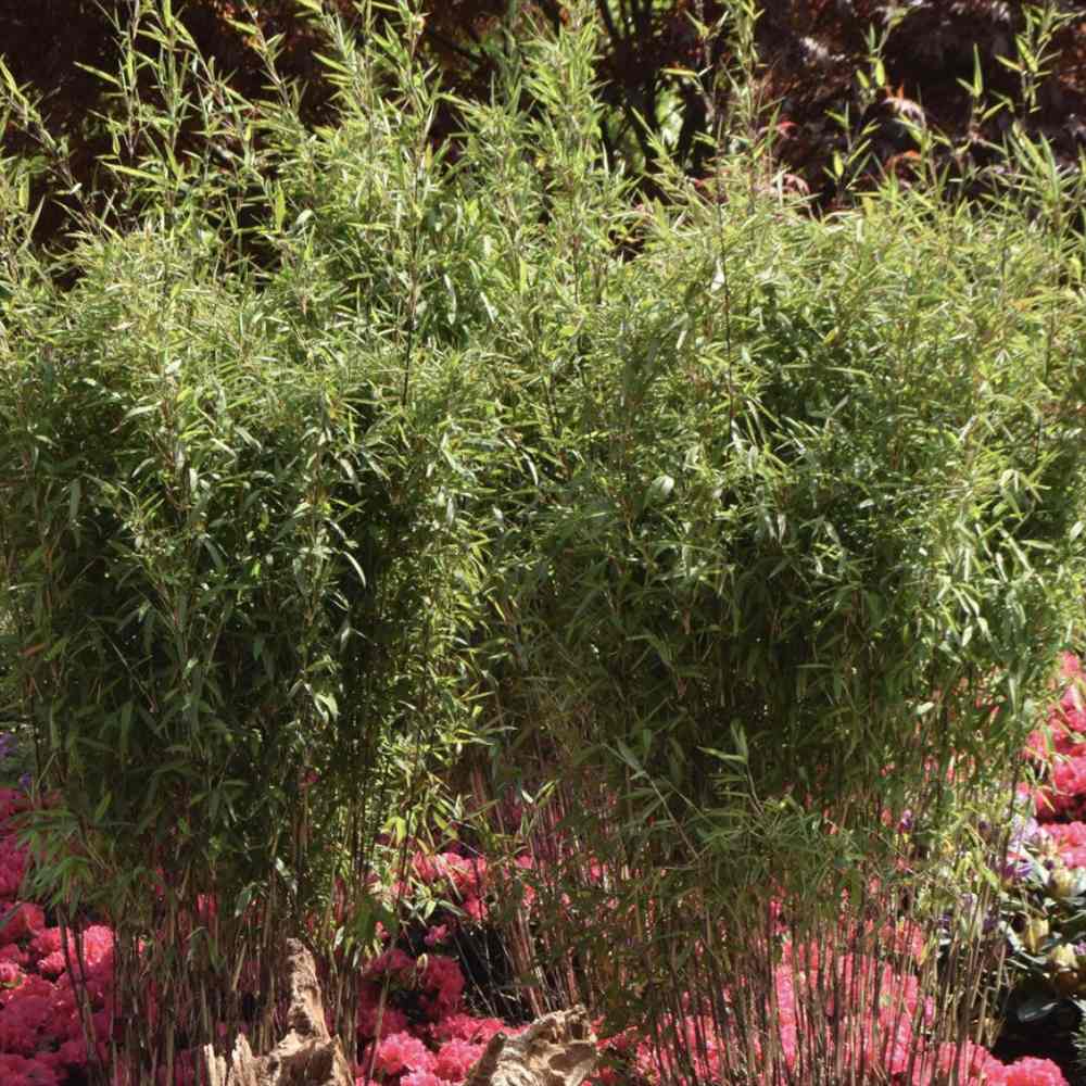 Bambus de gradina Negru (Fargesia Rufa) Black Pearl, tulpinii maronii-negru, neinvaziv, rezistent la frig, gard viu vesnic verde, simbol de protectie si integritate