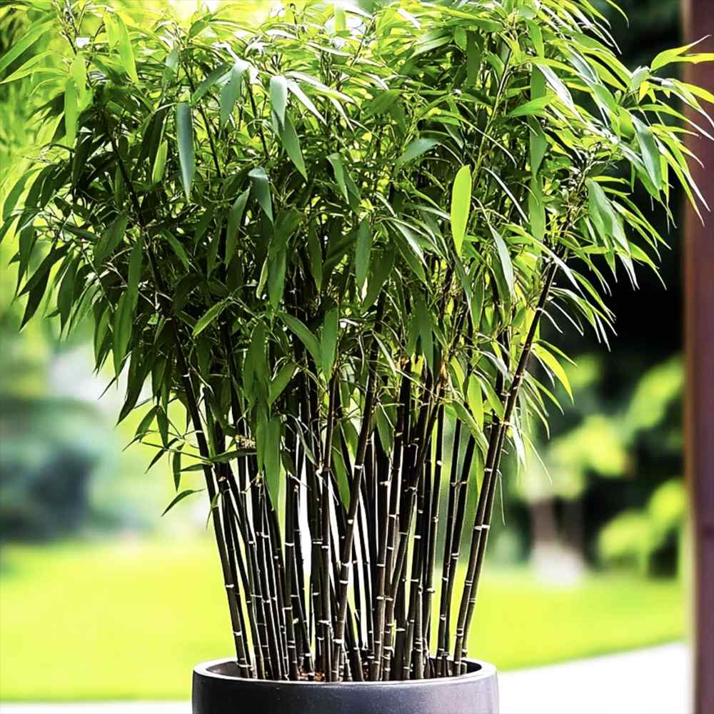 Bambus de gradina Negru (Fargesia Rufa) Black Pearl, tulpinii maronii-negru, neinvaziv, rezistent la frig, gard viu vesnic verde, simbol de protectie si integritate